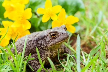 Toad close up sitting in the grass,yellow flowers in the background.Selective focus,side view