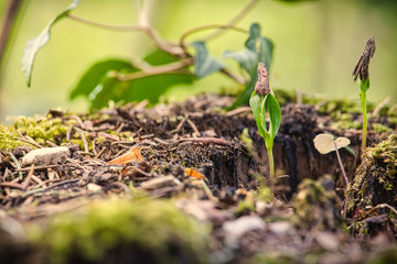 Wachsende Pflanze im Wald