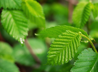 Green leaves with drops of water after rain. Spring time.