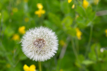 Detail of the Dandelion in Nature