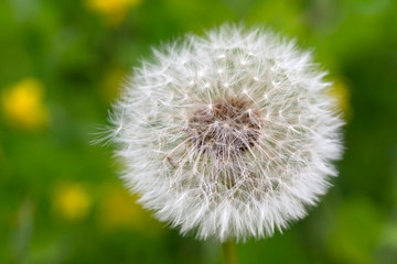 Detail of the Dandelion in Nature