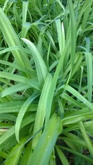 podłużne jasne liście