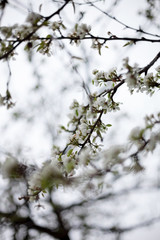 Blooming apple tree in spring time.