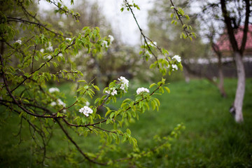 apple tree with many flowers
