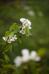 Blossoming flowers on apple tree