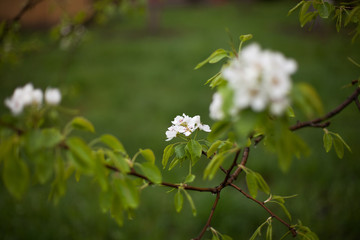 Blooming apple tree in spring time.