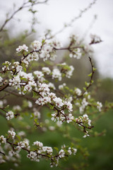 Blossoming flowers on apple tree