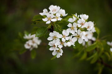 Blooming apple tree in spring time.