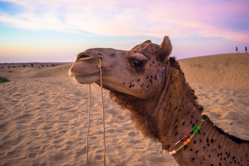 desert of  Jaisalmer the golden city, an ideal allure for travel enthusiasts, Sam Sand Dunes
