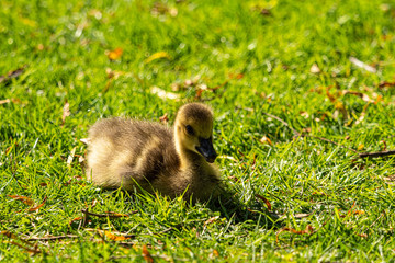 close up of one cute gosling resting on the green grass field under the sun in the park