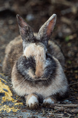 close up of a cute spotted rabbit laying on the ground under the shade staring at you