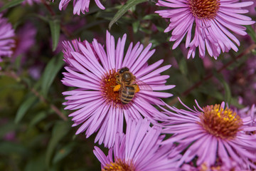Fall. A bee (lat. Anthophila) collects the last nectar and pollen from perennial aster flowers.