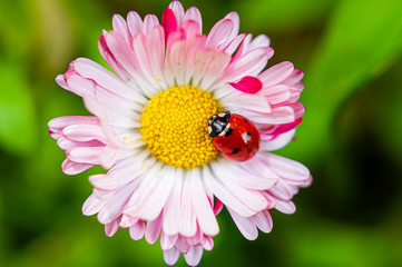 Daisy and Ladybug