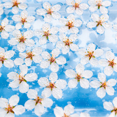 Flat lay of floating wild cherry white flowers with drops on the surface of water, light blue background. Selective soft focus. Spring time and blossom.