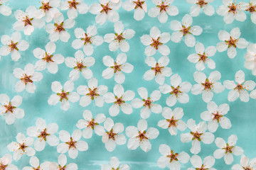Flat lay of floating wild cherry white flowers on the surface of water, pastel blue background. Spring time and blossom. 