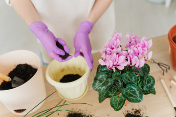 girl in a bright room, in casual clothes transplant indoor plants. Woman's hands transplanting plant a into a new pot. Home gardening. home plants.