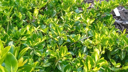 Obraz premium drobne żółtozielone liście