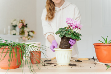 girl in a bright room, in casual clothes transplant indoor plants. Woman's hands transplanting plant a into a new pot. Home gardening. home plants.