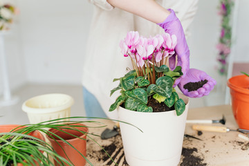 girl in a bright room, in casual clothes transplant indoor plants. Woman's hands transplanting plant a into a new pot. Home gardening. home plants.