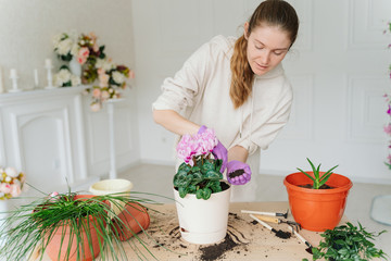 a young woman in a beige hoodie and purple rubber gloves replants indoor plants in new pots. cyclamen and scarlet faith. ground scattered on a wooden table