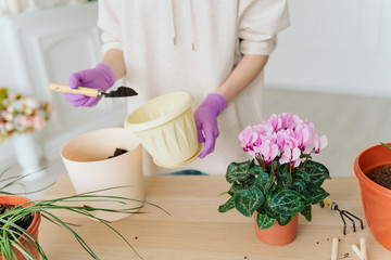 girl in a bright room, in casual clothes transplant indoor plants. Woman's hands transplanting plant a into a new pot. Home gardening. home plants.