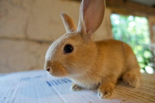 Conejito