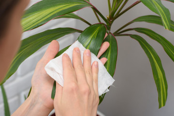 Girl wipes dust from long-stemmed indoor plants