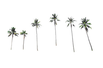 Group of coconut tree on isolated, an evergreen leaves plant di cut on white background with clipping path.