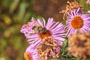 Fall. A fly collects the last nectar and pollen from perennial aster flowers.