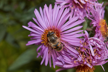 Fall. A fly collects the last nectar and pollen from perennial aster flowers.