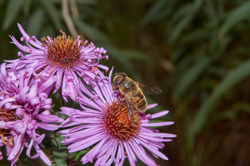 Fall. A fly collects the last nectar and pollen from perennial aster flowers.