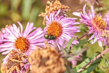 Fall. A fly collects the last nectar and pollen from perennial aster flowers.