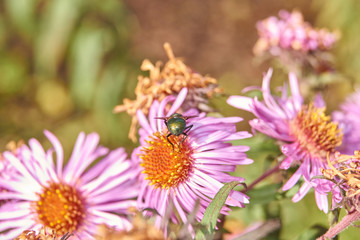 Fall. A fly collects the last nectar and pollen from perennial aster flowers.