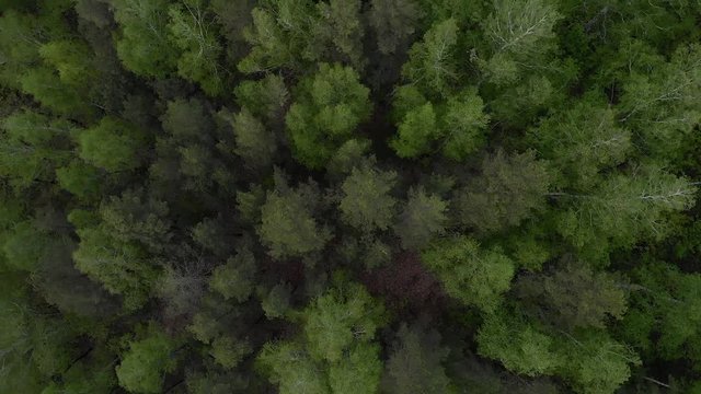 Amazing green forest rotation from above