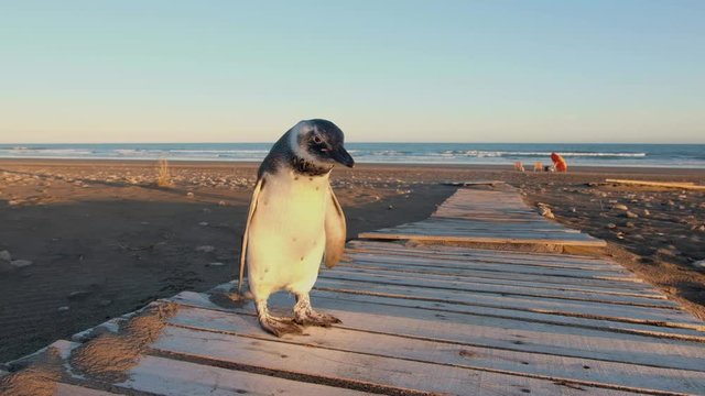 Little penguin standing on wooden path near the sea at sunset while shaking its body