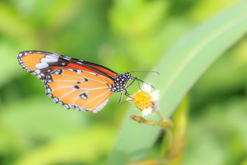 Fototapeta na wymiar Butterfly Pollinating On Flower