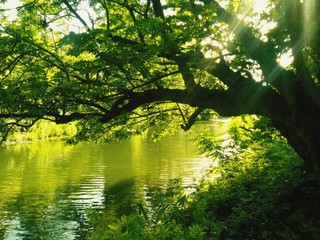 Fototapeta na wymiar Scenic View Of Lake In Forest