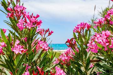 ALTEA, SPAIN - BEAUTIFUL SUMMER COLORS ON THE BEACH WITH OLEANDER FLOURISHING AND THE TURQUOISE SEA