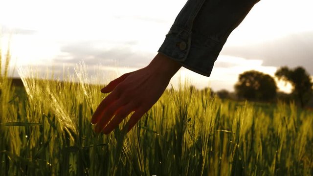 Woman touches green wheat with her fingers during sunset
