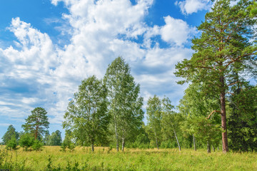 Forest edge against the blue sky with white clouds