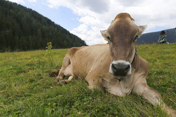 Alpine gray cow. White cow with horns in Dolomites area. Alpine cow. Portrait of a gray beautiful cow