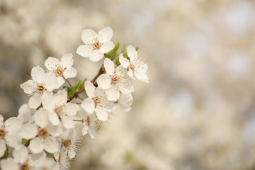 Closeup view of blossoming tree outdoors on spring day