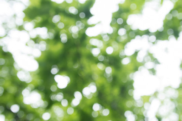 Green bokeh on nature 