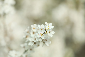 Closeup view of blossoming tree outdoors on spring day