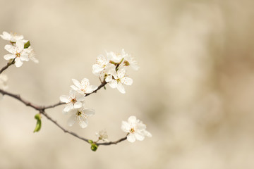 Closeup view of blossoming tree outdoors on spring day