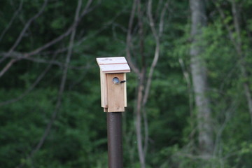 Bluebird