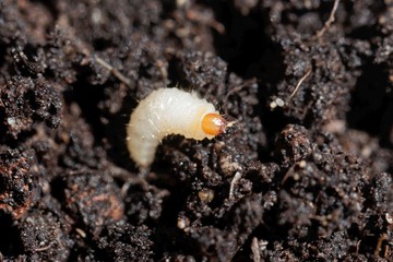 Larva of a weevil bug, Otiorhynchus, on garden soil