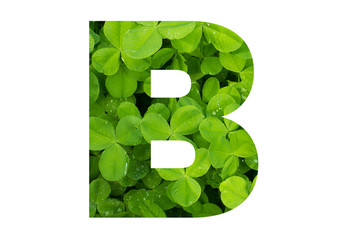 Green Clover Poppins Capital B on White Background