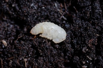 Pupa of a weevil bug, Otiorhynchus, on garden soil.