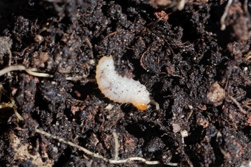 Larva of a weevil bug, Otiorhynchus, on garden soil